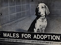 Dog Awaits Adoption at ASPCA