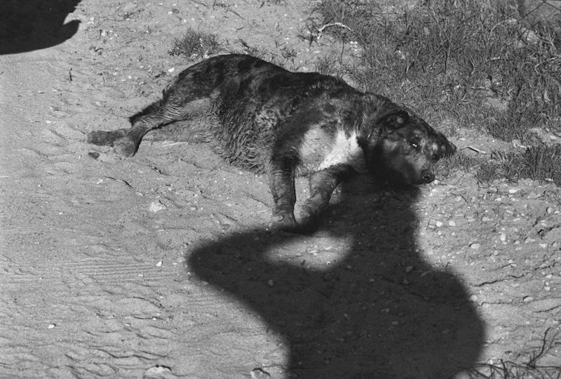 Stinson Beach, California