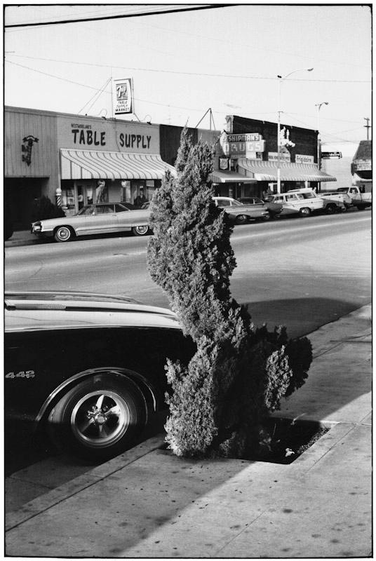 Dinuba, California