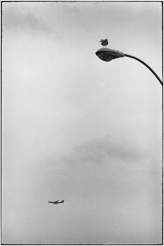 Elliott Erwitt Photography Collection: Coney Island