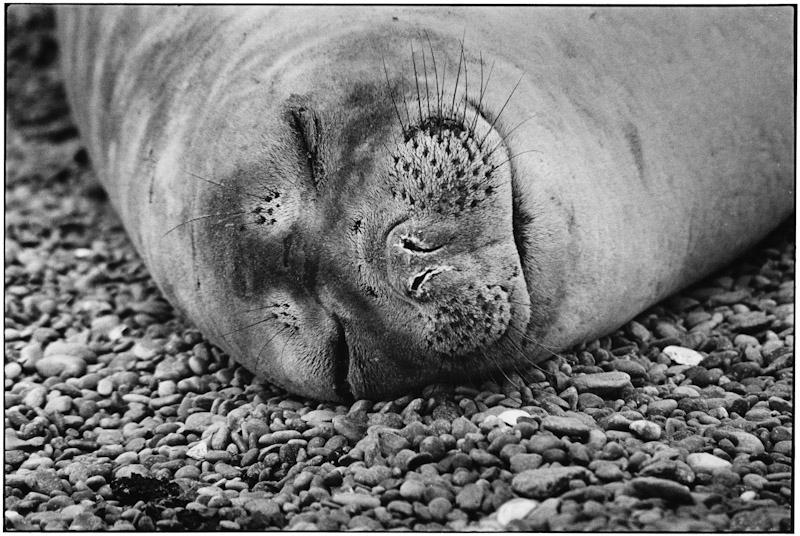 Punta Tombo, Patagonia, Argentina