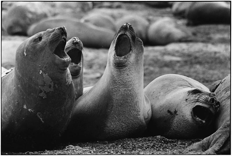 Punta Tombo, Patagonia, Argentina