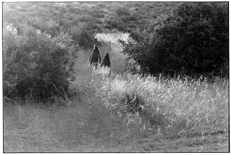 Punta Tombo, Patagonia, Argentina