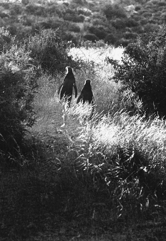 Punta Tombo, Patagonia, Argentina