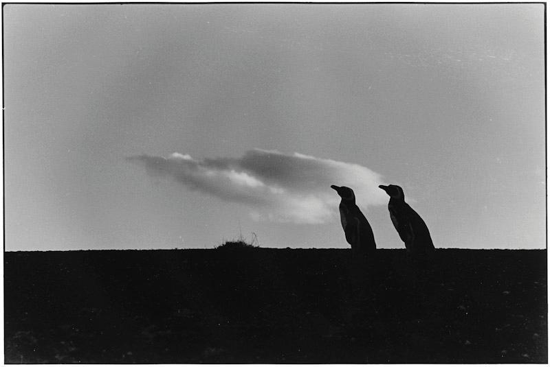 Punta Tombo, Patagonia, Argentina