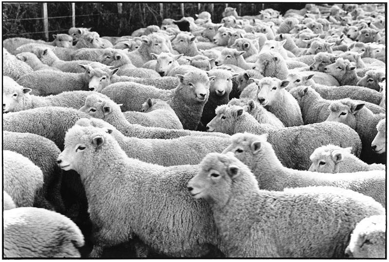 Auckland, New Zealand